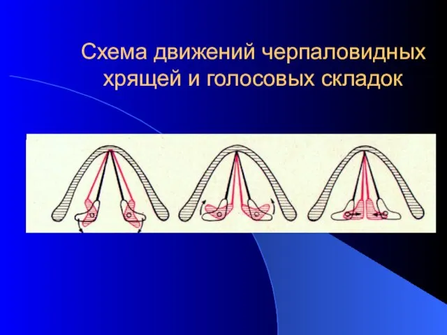 Схема движений черпаловидных хрящей и голосовых складок