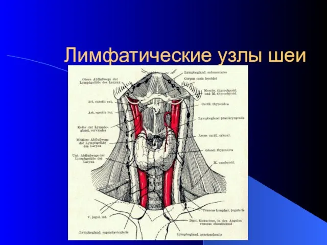 Лимфатические узлы шеи