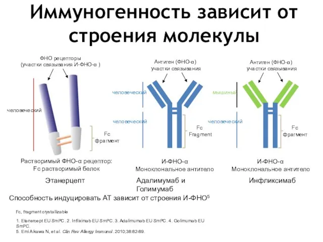 Иммуногенность зависит от строения молекулы ФНО рецепторы (участки связывания И-ФНО-α )