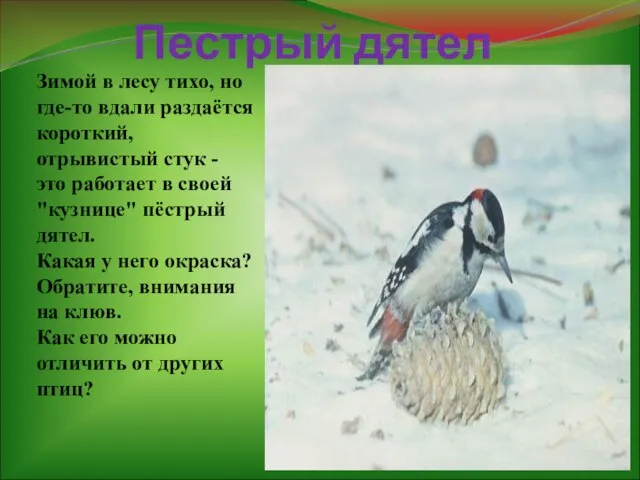 Пестрый дятел Зимой в лесу тихо, но где-то вдали раздаётся короткий,