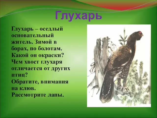 Глухарь Глухарь – оседлый основательный житель. Зимой в борах, по болотам.