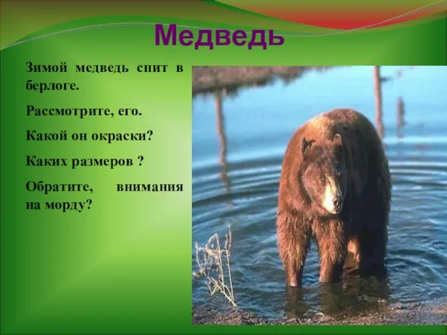 Медведь Зимой медведь спит в берлоге. Рассмотрите, его. Какой он окраски?