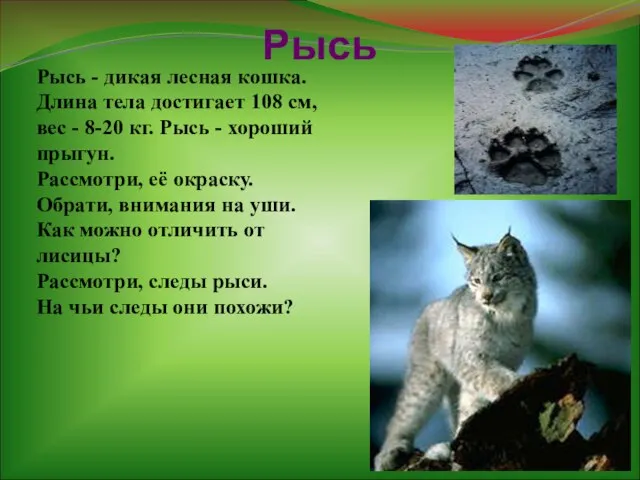 Рысь Рысь - дикая лесная кошка. Длина тела достигает 108 см,