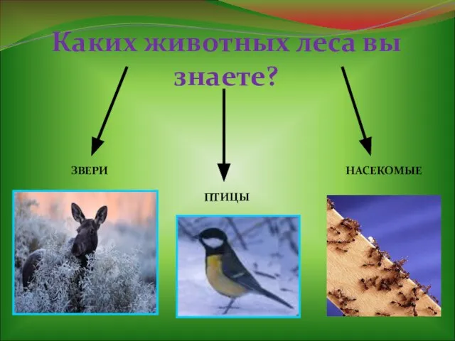 Каких животных леса вы знаете? ЗВЕРИ ПТИЦЫ НАСЕКОМЫЕ