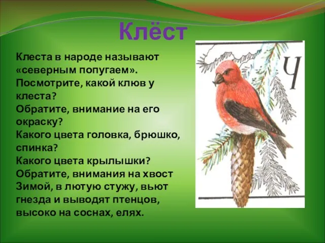 Клёст Клеста в народе называют «северным попугаем». Посмотрите, какой клюв у