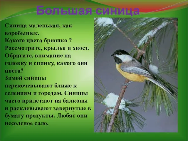 Большая синица Синица маленькая, как воробышек. Какого цвета брюшко ? Рассмотрите,