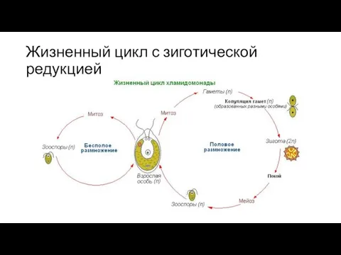 Жизненный цикл с зиготической редукцией