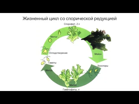 Жизненный цикл со спорической редукцией