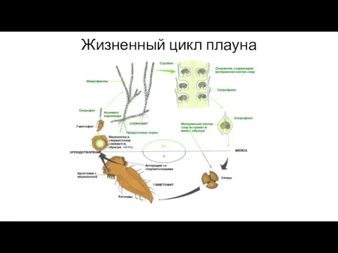 Жизненный цикл плауна