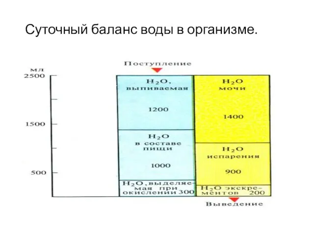 Суточный баланс воды в организме.