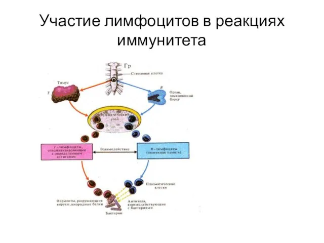 Участие лимфоцитов в реакциях иммунитета