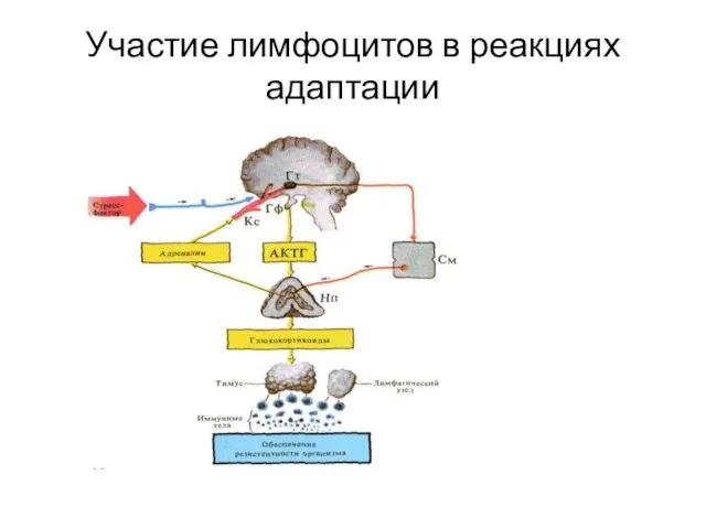 Участие лимфоцитов в реакциях адаптации