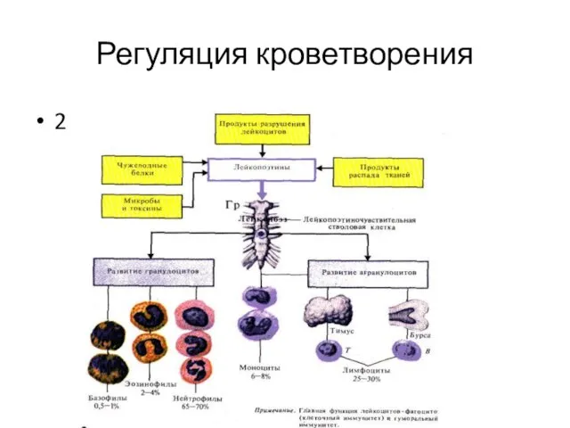 Регуляция кроветворения 2