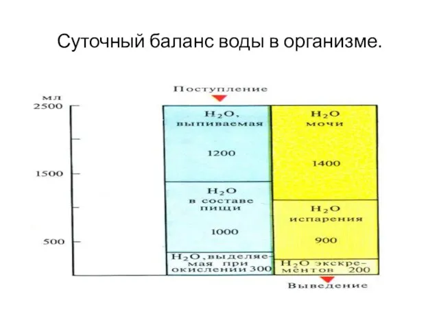 Суточный баланс воды в организме.