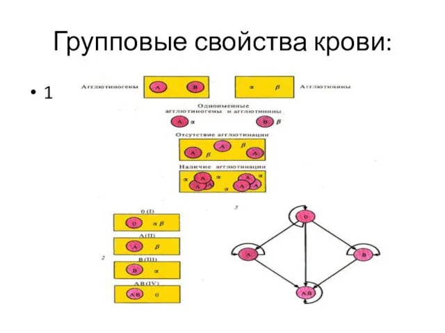 Групповые свойства крови: 1