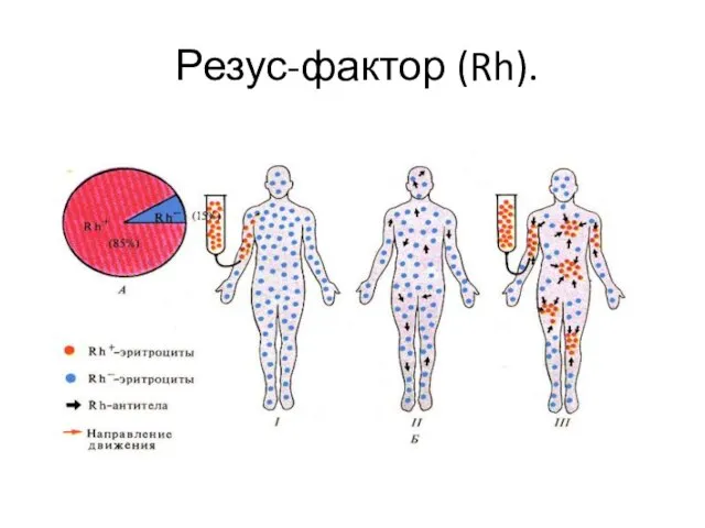 Резус-фактор (Rh).