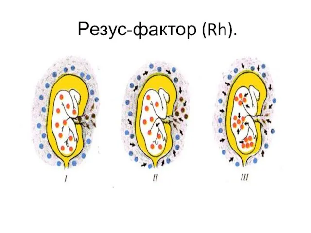 Резус-фактор (Rh).