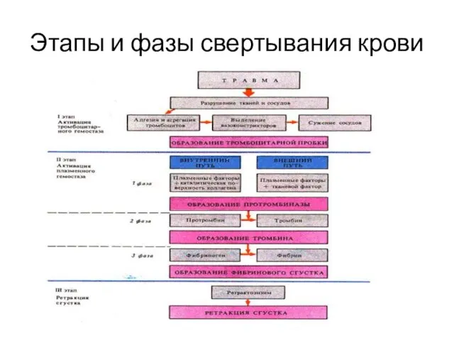 Этапы и фазы свертывания крови