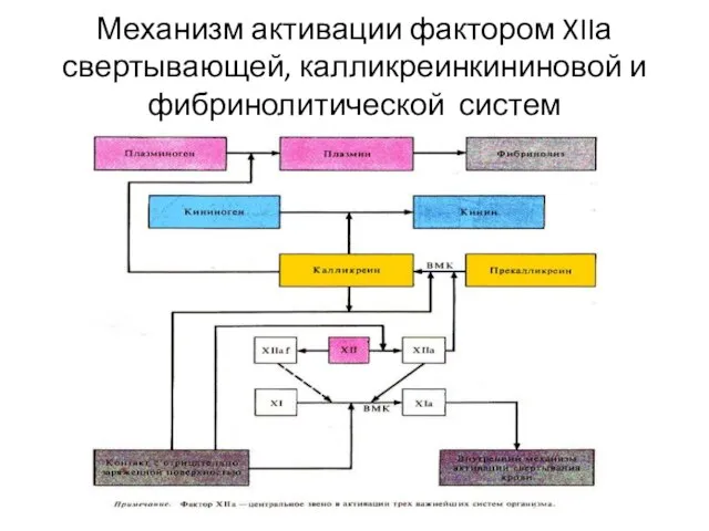 Механизм активации фактором XIIа свертывающей, калликреинкининовой и фибринолитической систем