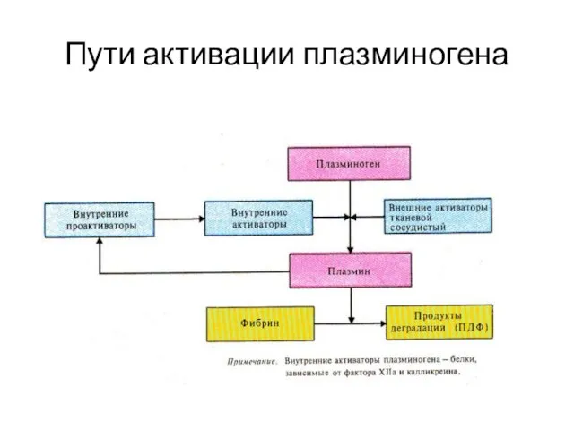 Пути активации плазминогена