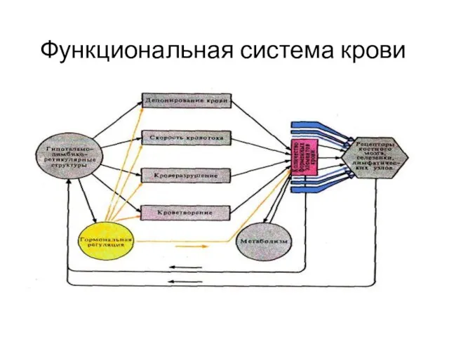 Функциональная система крови