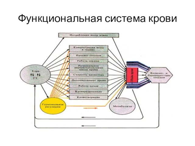 Функциональная система крови