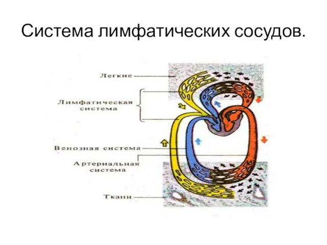 Система лимфатических сосудов.