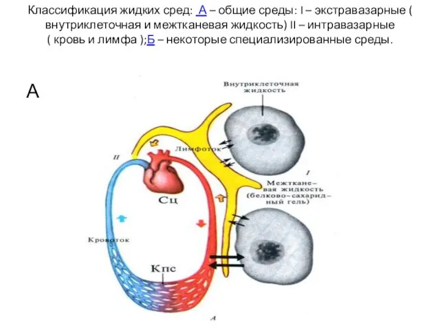 Классификация жидких сред: А – общие среды: I – экстравазарные (