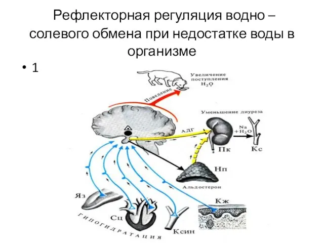 Рефлекторная регуляция водно – солевого обмена при недостатке воды в организме 1