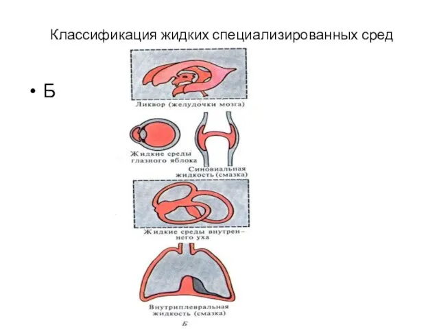 Классификация жидких специализированных сред Б