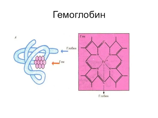 Гемоглобин