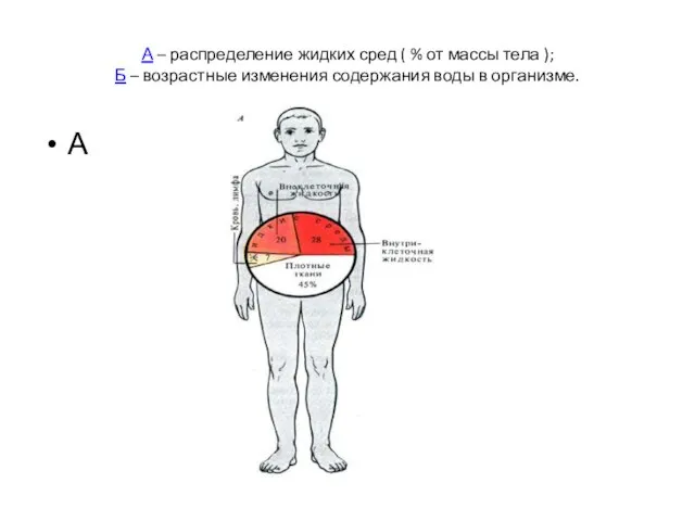 А – распределение жидких сред ( % от массы тела );