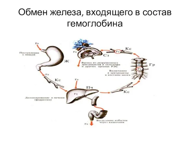 Обмен железа, входящего в состав гемоглобина