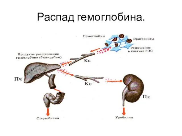 Распад гемоглобина.