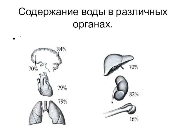 Содержание воды в различных органах. 1