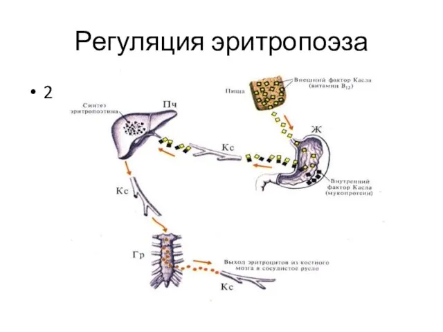 Регуляция эритропоэза 2