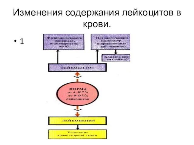 Изменения содержания лейкоцитов в крови. 1