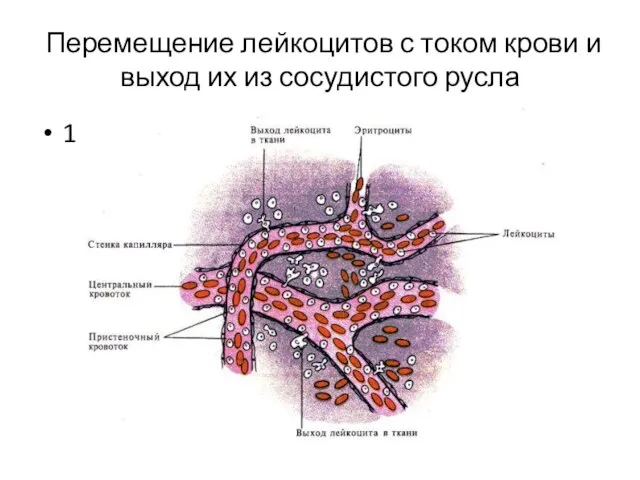 Перемещение лейкоцитов с током крови и выход их из сосудистого русла 1