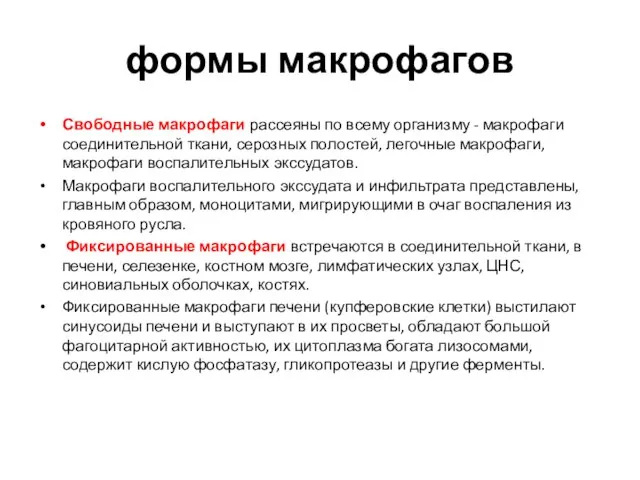 формы макрофагов Свободные макрофаги рассеяны по всему организму - макрофаги соединительной