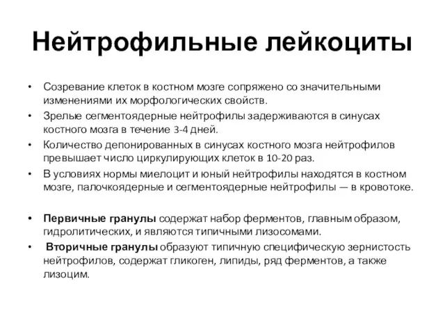 Нейтрофильные лейкоциты Созревание клеток в костном мозге сопряжено со значительными изменениями