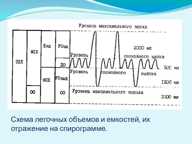 Схема легочных объемов и емкостей, их отражение на спирограмме.