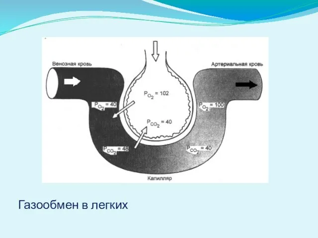 Газообмен в легких