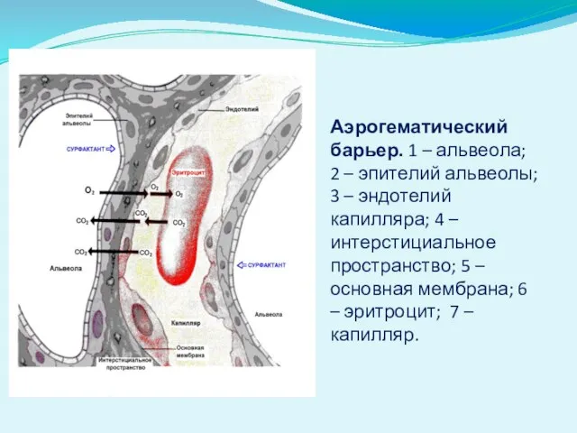 Аэрогематический барьер. 1 – альвеола; 2 – эпителий альвеолы; 3 –