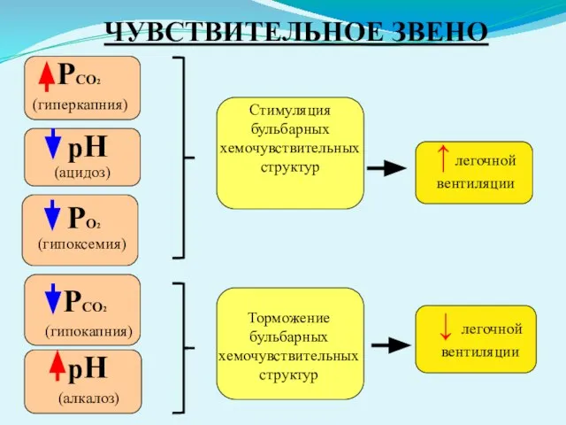 ЧУВСТВИТЕЛЬНОЕ ЗВЕНО РСО2 (гиперкапния) рН (ацидоз) рН (алкалоз) Стимуляция бульбарных хемочувствительных