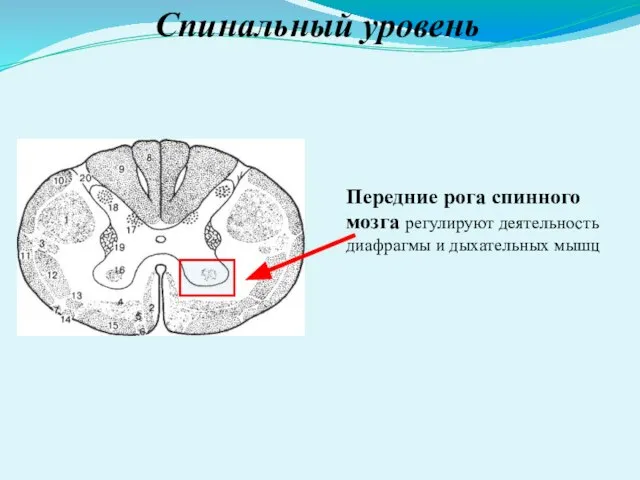 Спинальный уровень Передние рога спинного мозга рeгулируют деятельность диафрагмы и дыхательных мышц