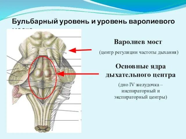 Бульбарный уровень и уровень варолиевого моста Варолиев мост (центр регуляции частоты