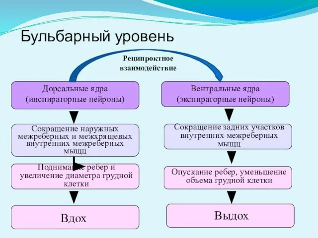 Бульбарный уровень Дорсальные ядра (инспираторные нейроны) Вентральные ядра (экспираторные нейроны) Сокращение