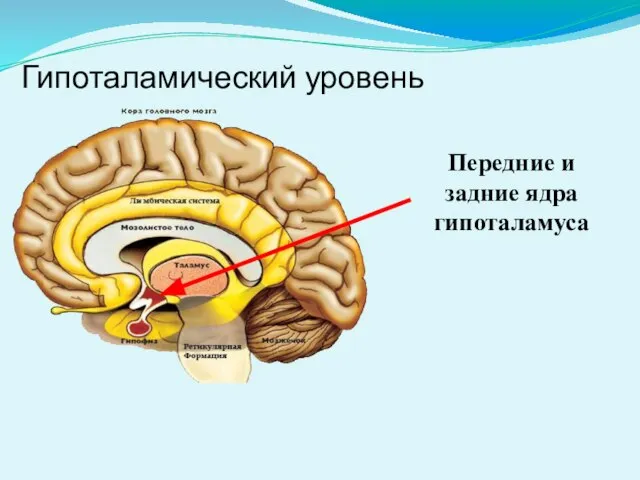 Гипоталамический уровень Передние и задние ядра гипоталамуса