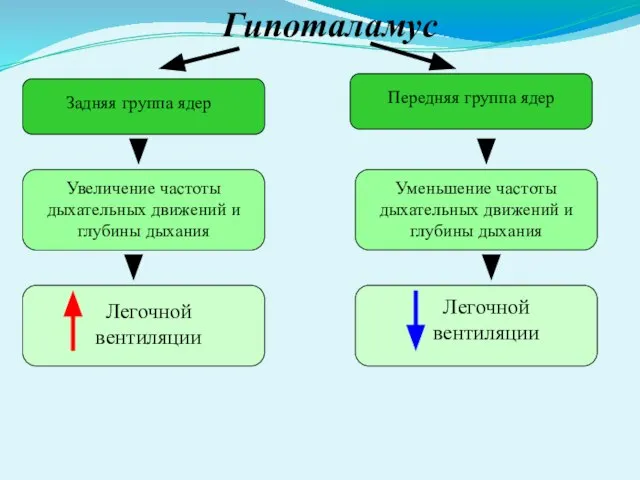 Гипоталамус Задняя группа ядер Передняя группа ядер Увеличение частоты дыхательных движений