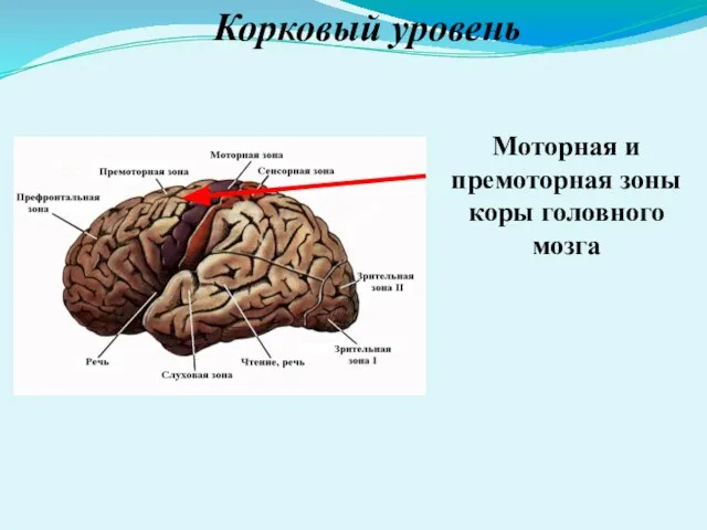 Корковый уровень Моторная и премоторная зоны коры головного мозга